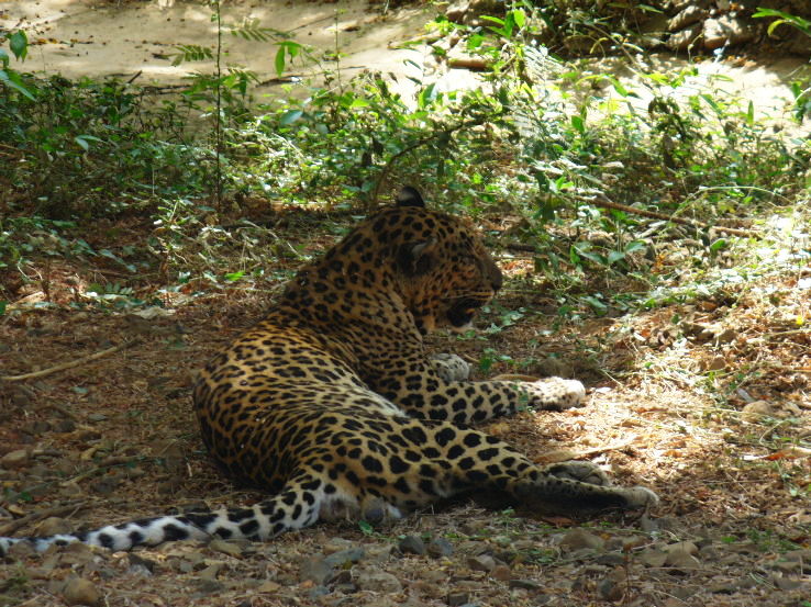 1. Sanjay Gandhi National Park